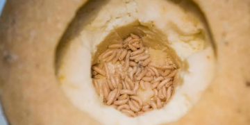 Ovaj sir proglašen je najopasnijim na svijetu jer sadrži crve, zabranjeno ga je prodavati