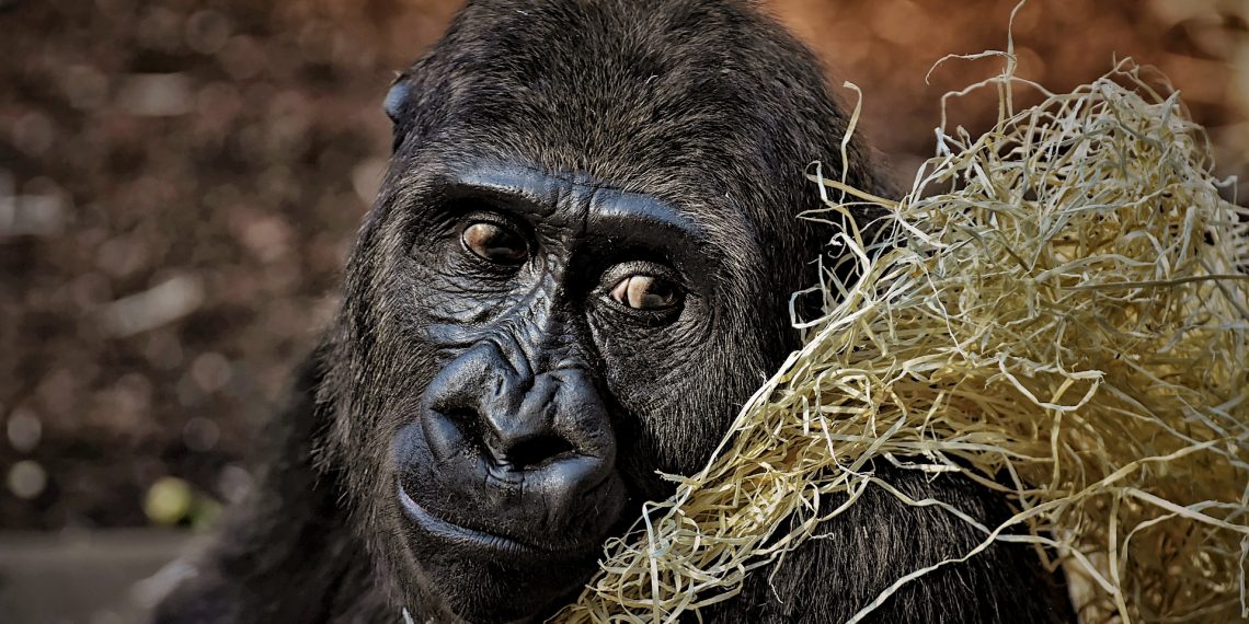 Studija donosi prve dokaze društvenih odnosa između čimpanza i gorila