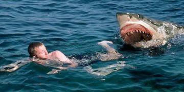 KADA NAPADAJU MORSKI PSI A KADA IH NE ZANIMAMO