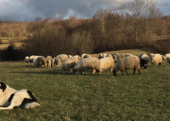 NAJOPASNIJI TERITORIJALNI I SNAŽNI OVČARI ZA STADA