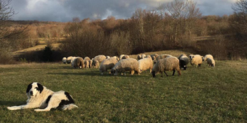 NAJOPASNIJI TERITORIJALNI I SNAŽNI OVČARI ZA STADA