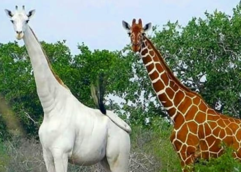 ALBINO KRALJEVSTVA ŽIVOTINJA, JEDINSTVENI I RIJETKI