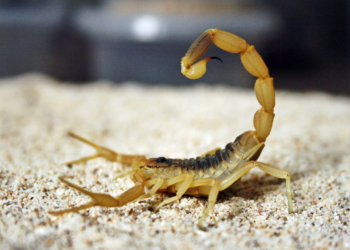 NAJOTROVNIJI ŠKORPION NA SVIJETU: IZRAELSKI ŽUTI