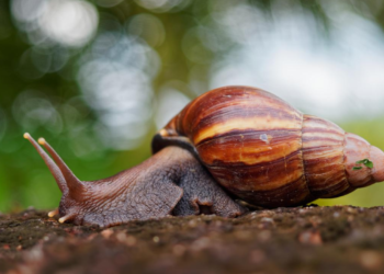 DVOSPOLCI MEĐU ŽIVOTINJAMA