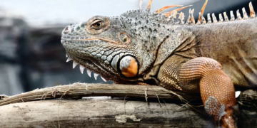 ŠTO JE POSEBNO KOD IGUANA KAO KUĆNIH LJUBIMACA