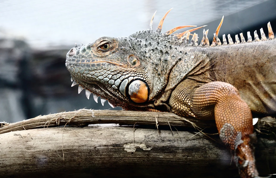 ŠTO JE POSEBNO KOD IGUANA KAO KUĆNIH LJUBIMACA