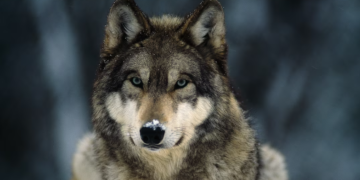 ZAŠTO SU VUKOVI ZAŠTIĆENI IAKO RADE ŠTETU