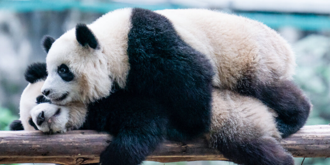 ZAŠTITA PANDI DALA VELIKE REZULTATE U KINI