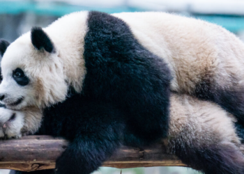 ZAŠTITA PANDI DALA VELIKE REZULTATE U KINI