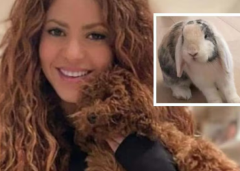 SHAKIRA IMA ZECA I PSA I PROMOVIRA VEGETARIJANSTVO