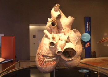 KOLIKO JE TEŠKO SRCE KITA