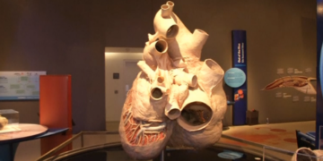 KOLIKO JE TEŠKO SRCE KITA