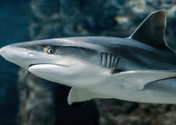 MORSKI PSI SU VAŽNI ZA EKO SUSTAV