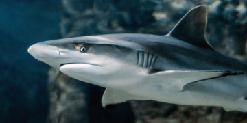 MORSKI PSI SU VAŽNI ZA EKO SUSTAV