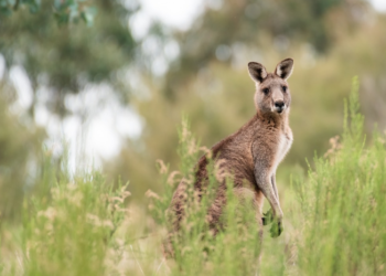 KLOKANI SU PRENAPUĆILI AUSTRALIJU