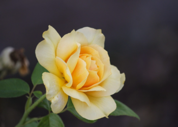 KAKO SE UZGAJAJU NAJBOLJE RUŽE