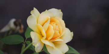 KAKO SE UZGAJAJU NAJBOLJE RUŽE