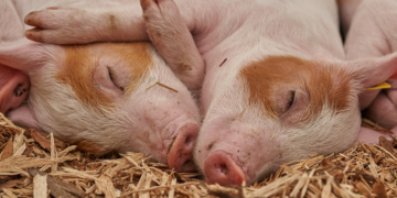 OPRASILA ČAK 42 PRASIĆA