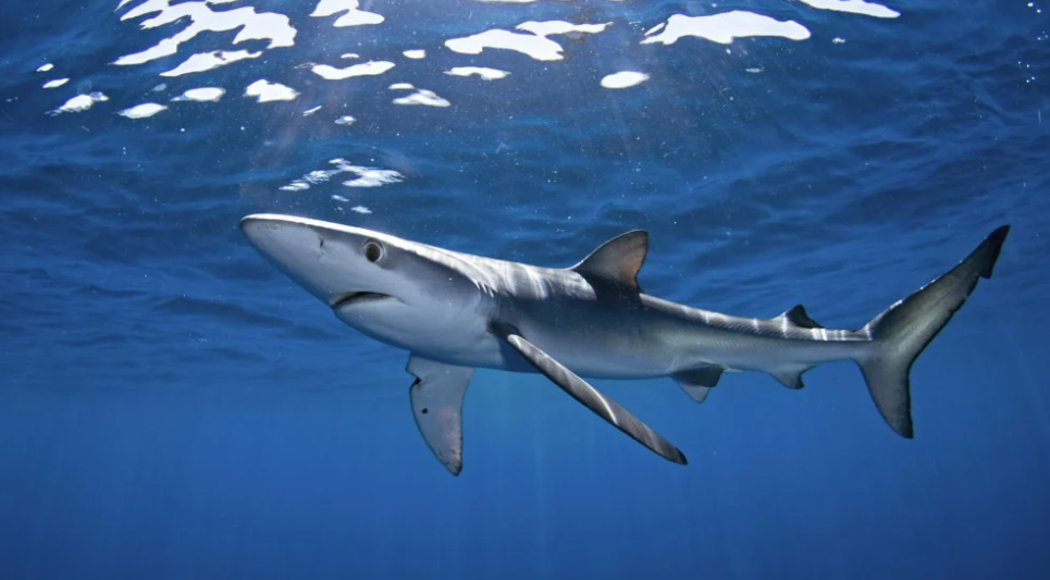 EVO ŽIVOTINJE KOJE ŽIVE DO 1000 GODINA