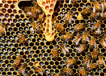 SVIJET BI NESTAO BEZ PČELA! POGLEDAJTE NJIHOV USTROJ
