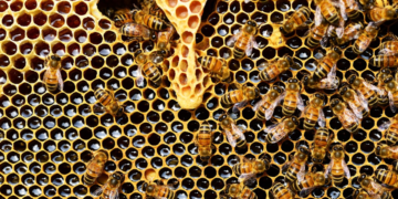 SVIJET BI NESTAO BEZ PČELA! POGLEDAJTE NJIHOV USTROJ