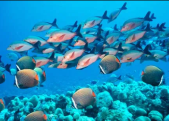 ŽIVOT U INDIJSKOM OCEANU