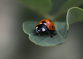 NAJVAŽNIJI KUKCI NAŠEG VREMENA