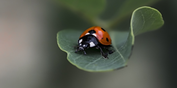 NAJVAŽNIJI KUKCI NAŠEG VREMENA