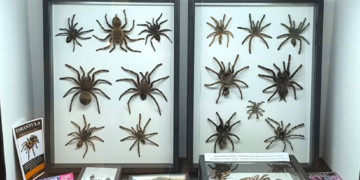 NEOBIČNI KUĆNI LJUBIMCI