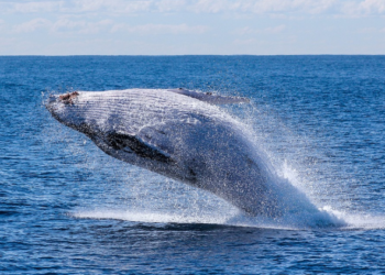 Ne možete vjerovati koliko kitova postoji sada u oceanima!