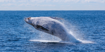 Ne možete vjerovati koliko kitova postoji sada u oceanima!