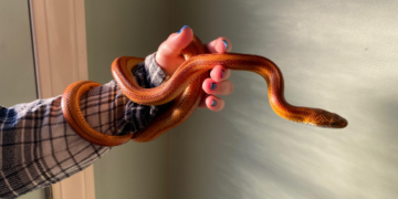 POPULARNI KUĆNI LJUBIMCI ZMIJE