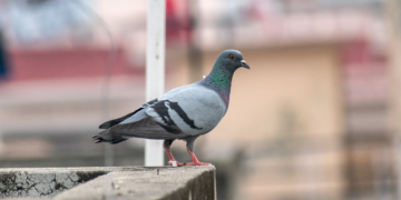 PO ČEMU SU POSEBNI GOLUBOVI?