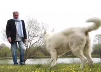 DELON JE TRAŽIO DA PSA USPAVAJU I POKOPAJU SA NJIM.