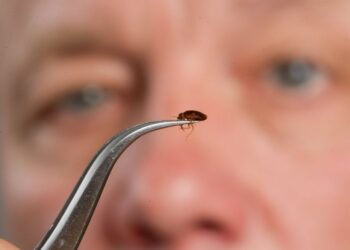 Skriva se ozbiljan problem: Apartmanija okupirana stjenicama