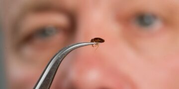 Skriva se ozbiljan problem: Apartmanija okupirana stjenicama