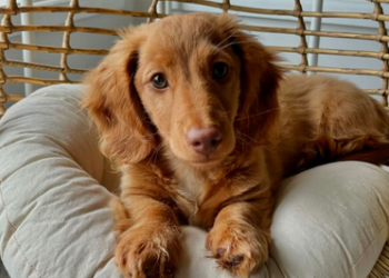 Novo istraživanje otkrilo činjenice: Odakle potiče “pseći pogled” kod krznenih ljubimaca