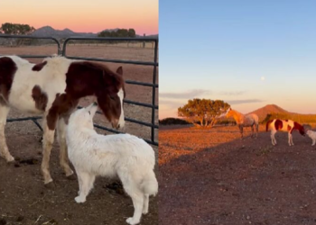 Emotivni prizori: Kako se izrodilo posebno prijateljstvo planinskog psa i mladog konja