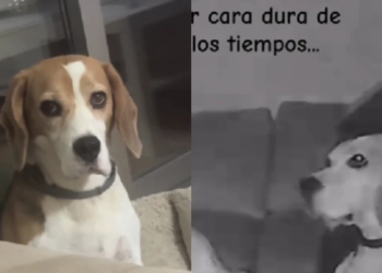 Simpatični bigl nasmijao svojim glumačkim sposobnostima, vlasnik ga snimio u trenutku nestašluka