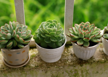 Sačuvajte biljke od smrzavanja uz pomoć jednostavnih savjeta