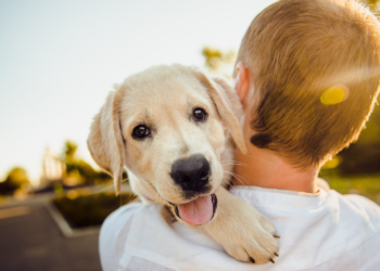 Savjeti kako napraviti idealno mjesto za svog kućnog ljubimca