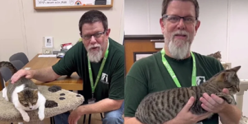 Kako pravilno držati mačku da bi joj bilo udobno: Mnogi su usvojili ove savjete