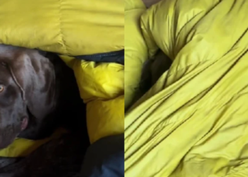 Labrador retriver neobično reagovao na dolazak zime, mnogi se poistovjećuju s njim