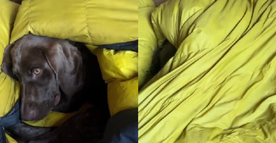 Labrador retriver neobično reagovao na dolazak zime, mnogi se poistovjećuju s njim
