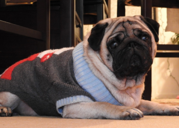 Ove rase pasa ne podnose hladnoću