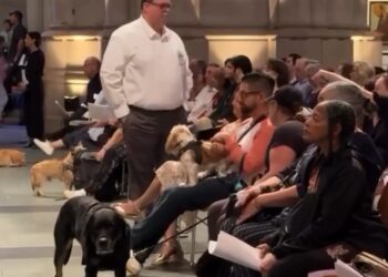 Šok video. U crkvu doveli pse, mačke, konje, koze, deve, papige….