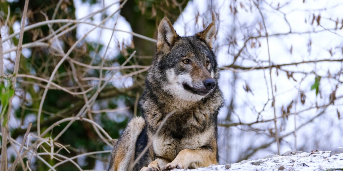 Dokazi. Smrt vukova dovela bi do urušenja eko sustava