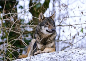 Dokazi. Smrt vukova dovela bi do urušenja eko sustava
