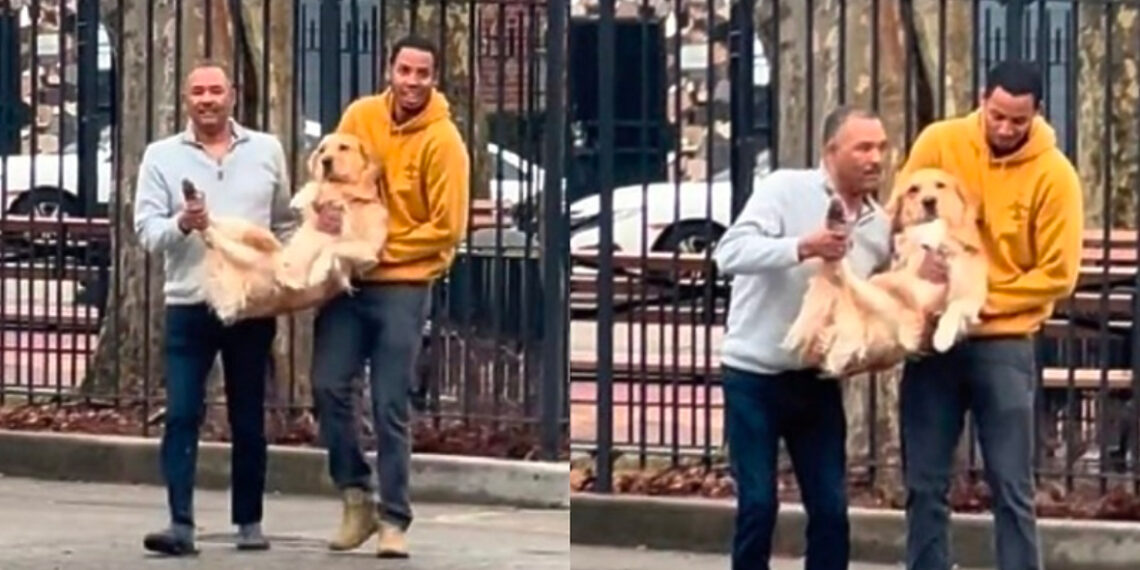 Vlasnik zlatnog retrivera otvorio vrata da uzme poštu, ljubimac odmah pobjegao na ulicu