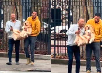 Vlasnik zlatnog retrivera otvorio vrata da uzme poštu, ljubimac odmah pobjegao na ulicu